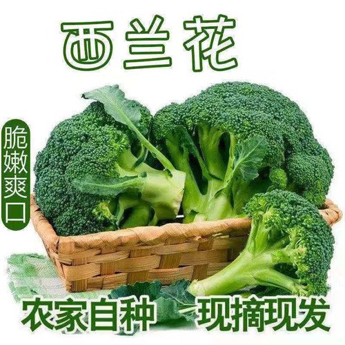 西兰花新鲜蔬菜青花菜绿菜花1/3/5农家自种时令蔬菜西餐轻食现摘